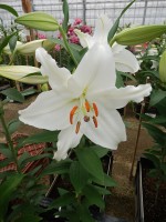 [5523 PO23 Iceking No02.JPG]